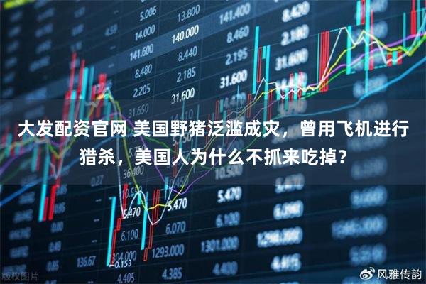 大发配资官网 美国野猪泛滥成灾,曾用飞机进行猎杀,美国人为什么不抓来吃掉?